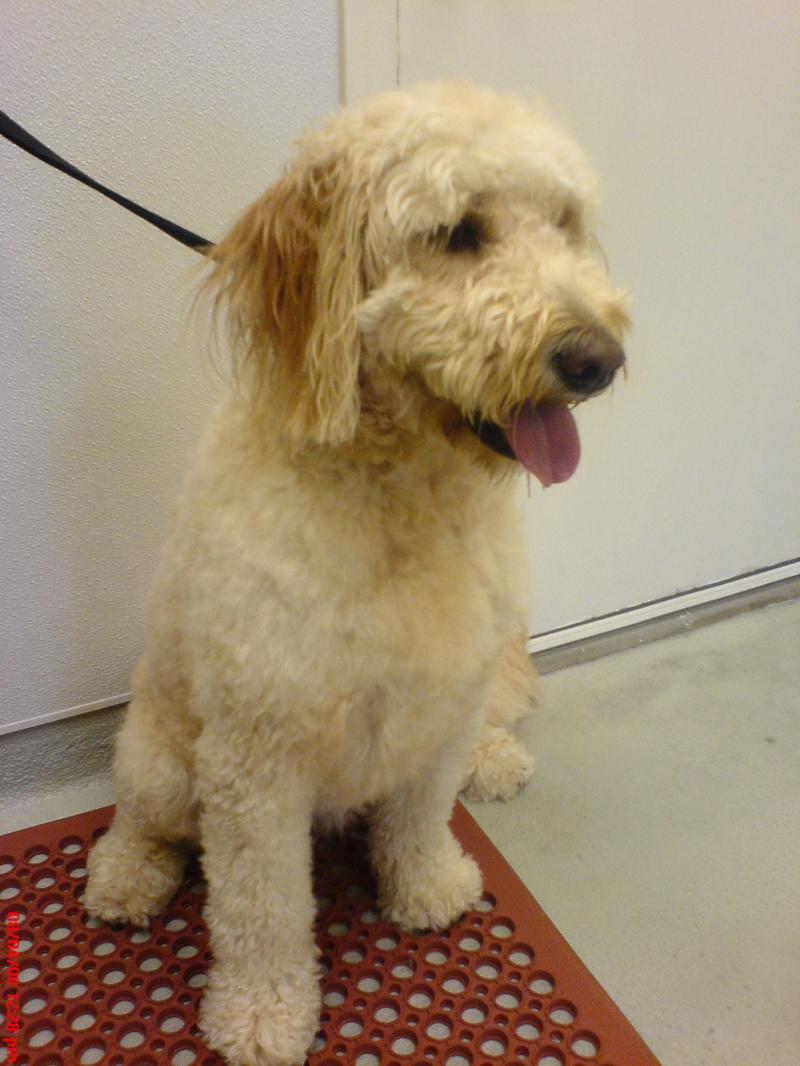 Bailey the GoldenDoodle enjoys a trim and bath.